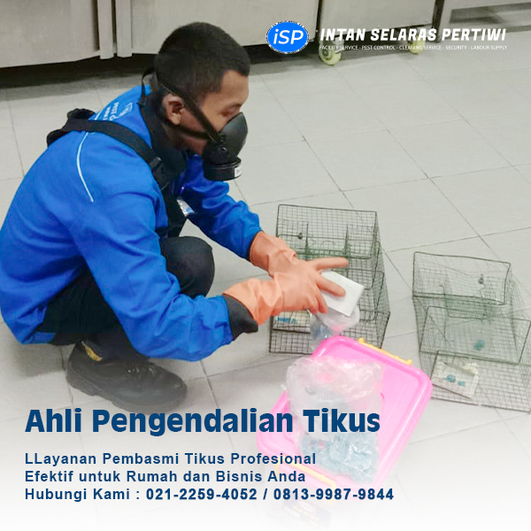 pest control tikus